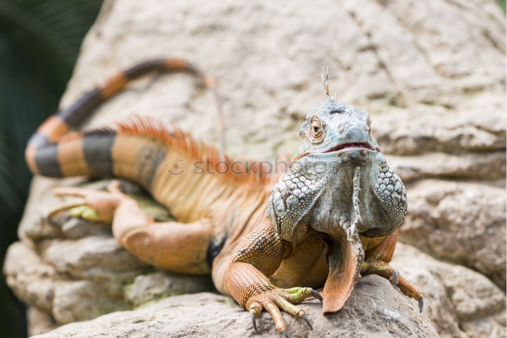 Similar – Image, Stock Photo Snail hunt