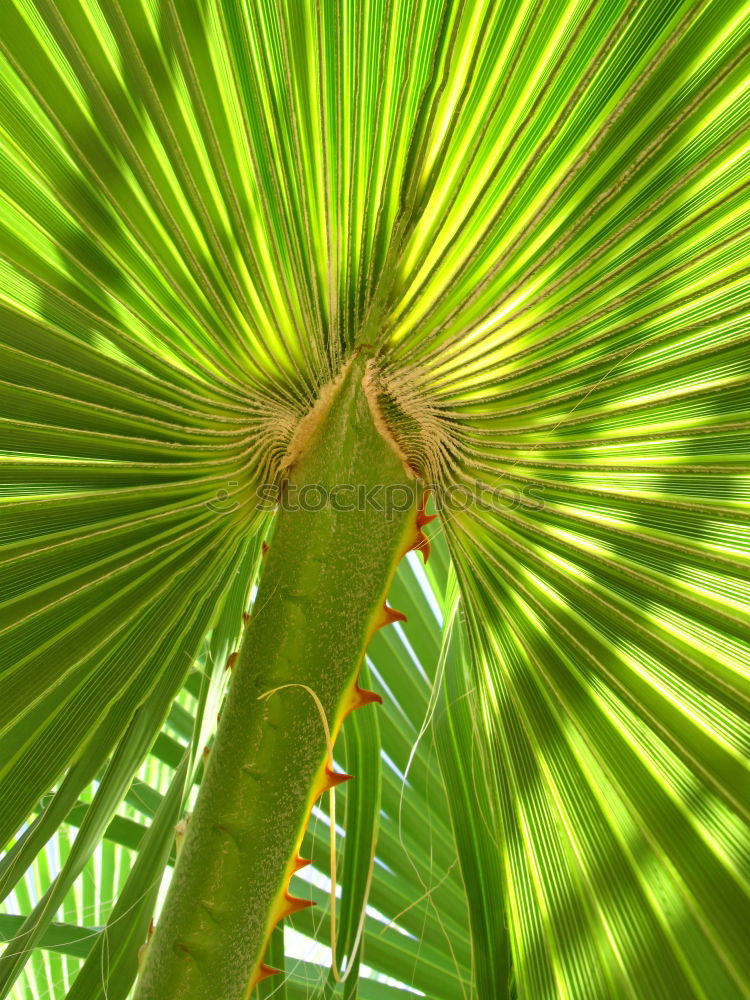 Similar – Green plant Plant Flower