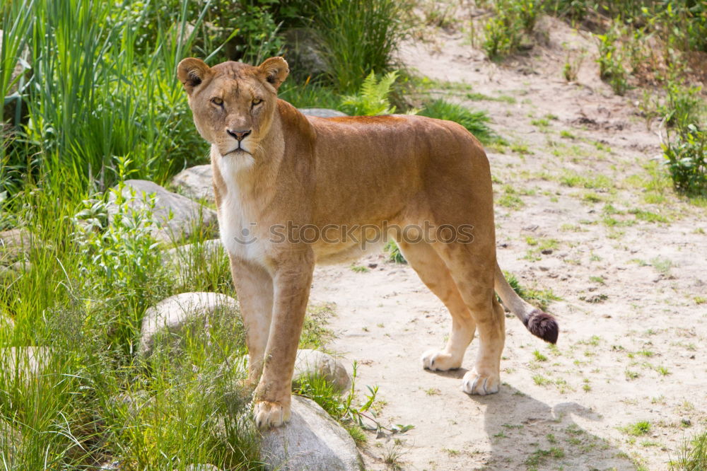 Similar – Image, Stock Photo In the view of the lioness