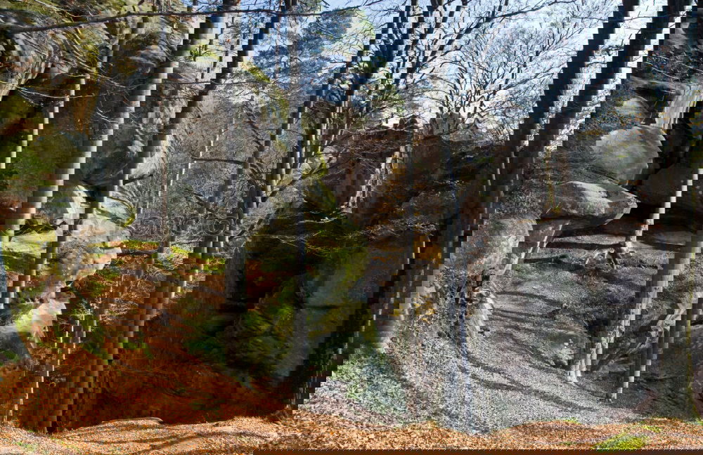 Similar – Foto Bild Käseberg Natur Pflanze
