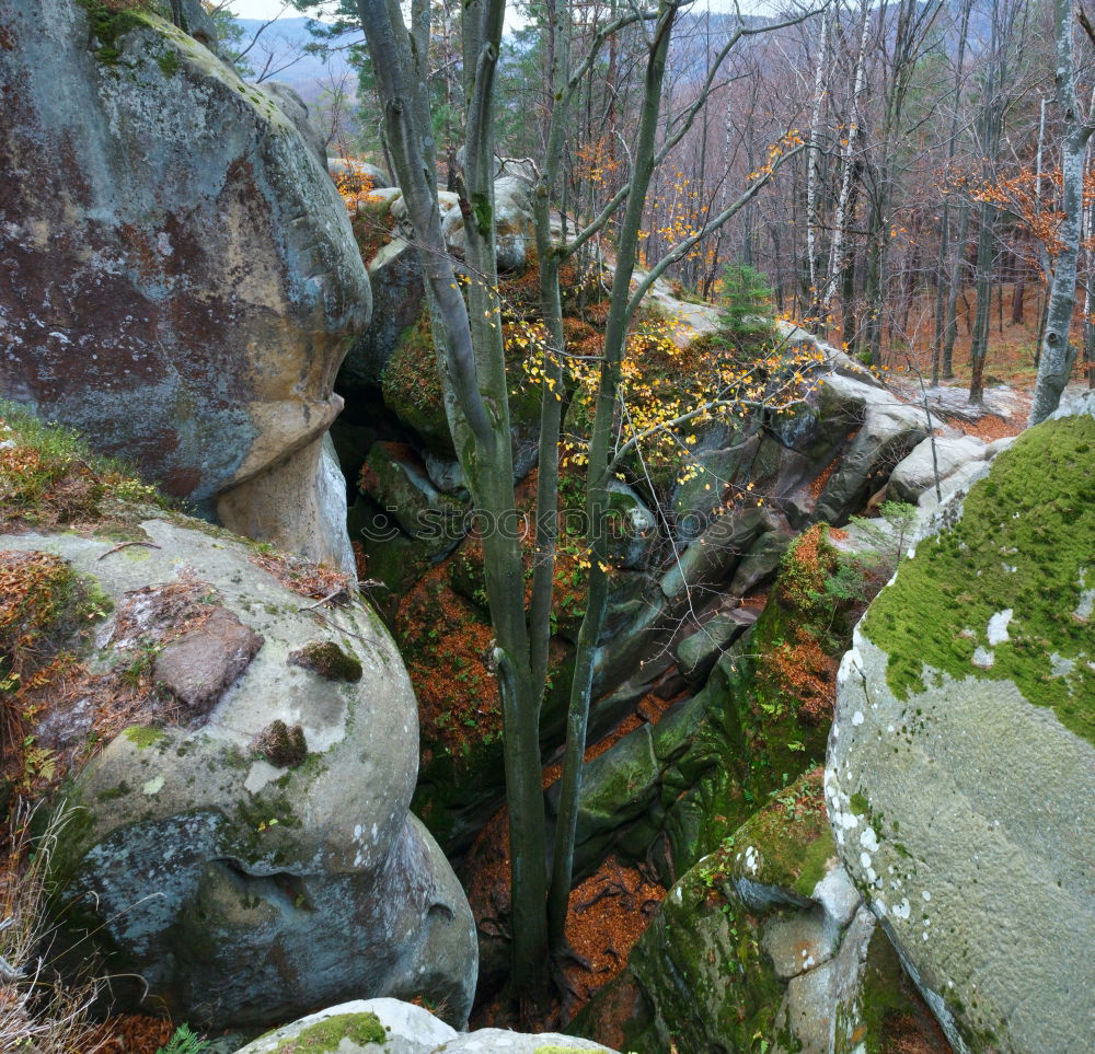 Similar – hedgehog hole Nature