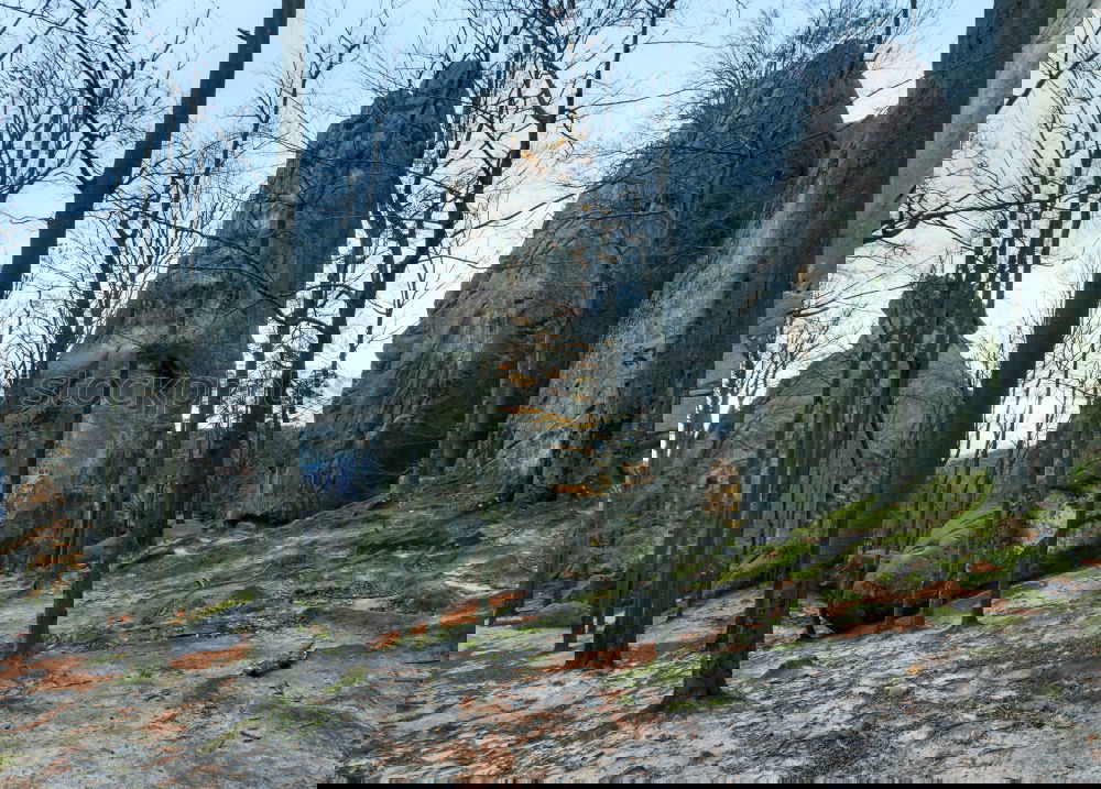 Similar – Foto Bild Käseberg Natur Pflanze