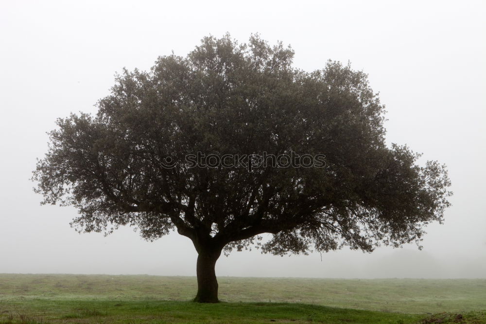 Similar – Image, Stock Photo Heart for trees