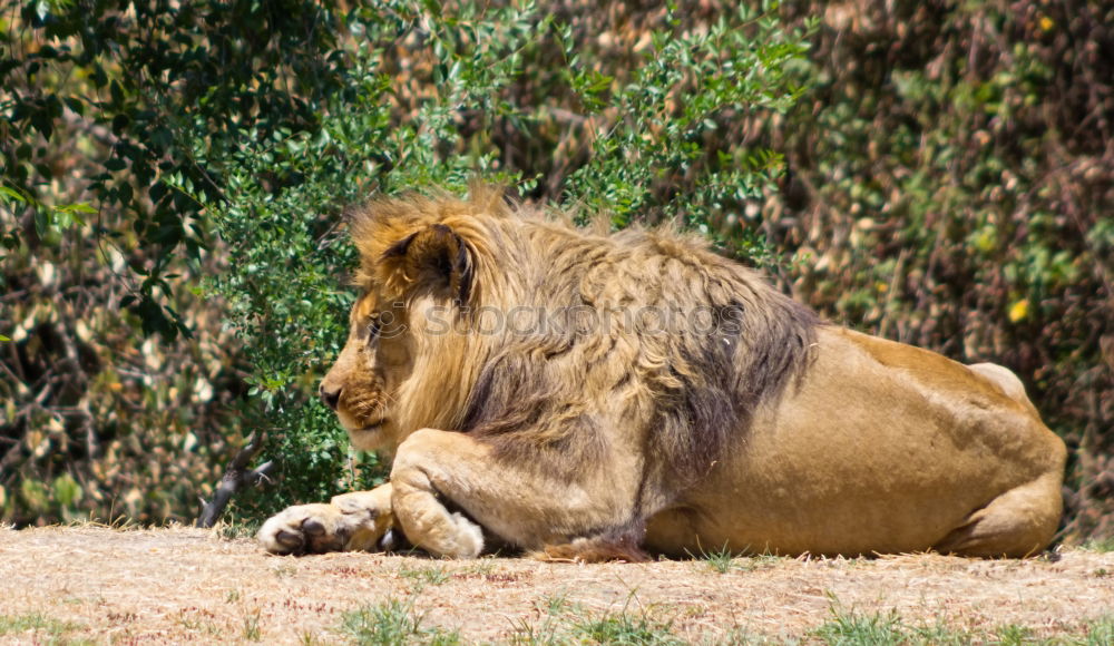 Similar – The Queen Lioness King