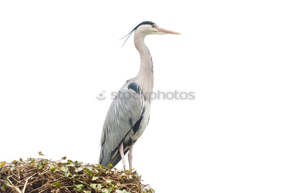 Similar – Image, Stock Photo majesty Nature Animal Sky