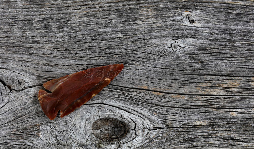 Similar – OAK LEAF WET-DRY Oak leaf