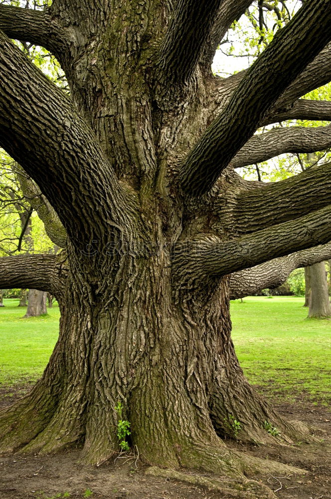 Similar – Alte Eiche Baum