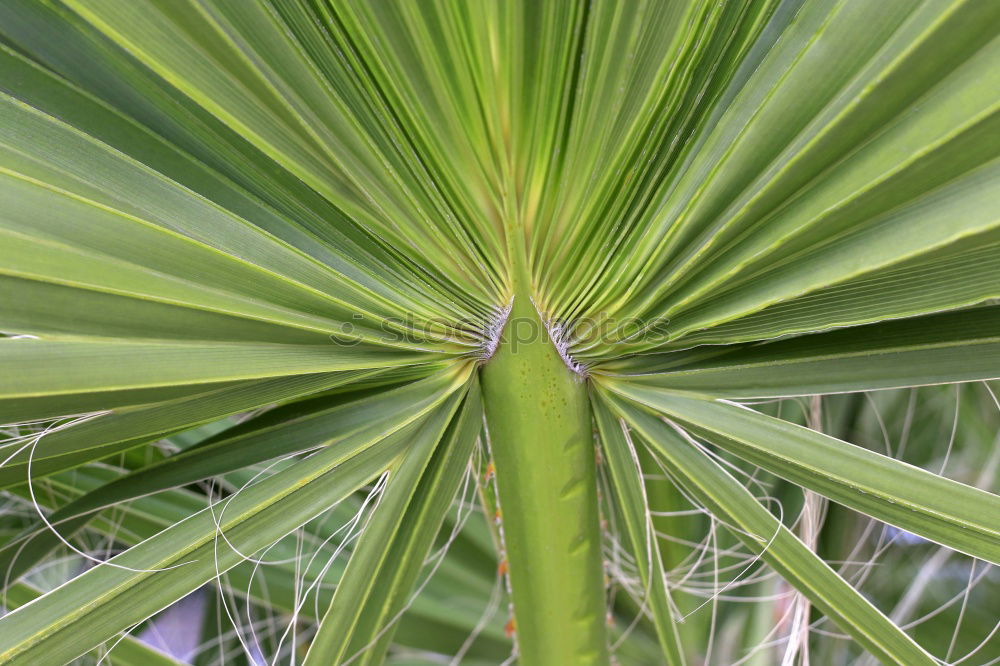 Image, Stock Photo Cast off Nature Plant Leaf