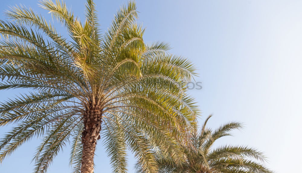 Similar – sunpalm Palm tree Beach