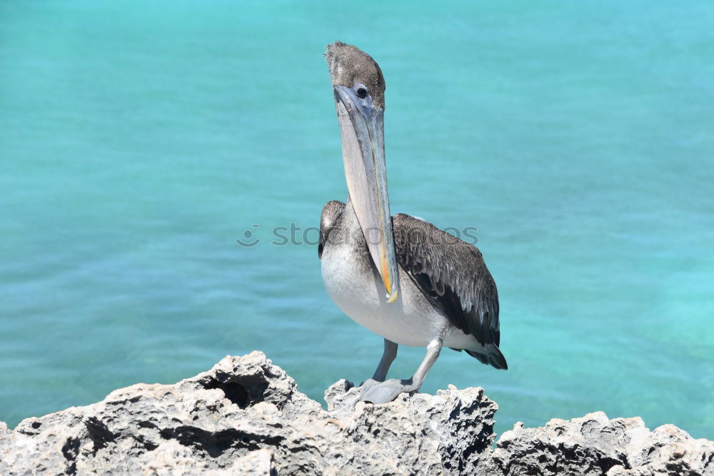 Similar – Foto Bild Kranich Strand Meer