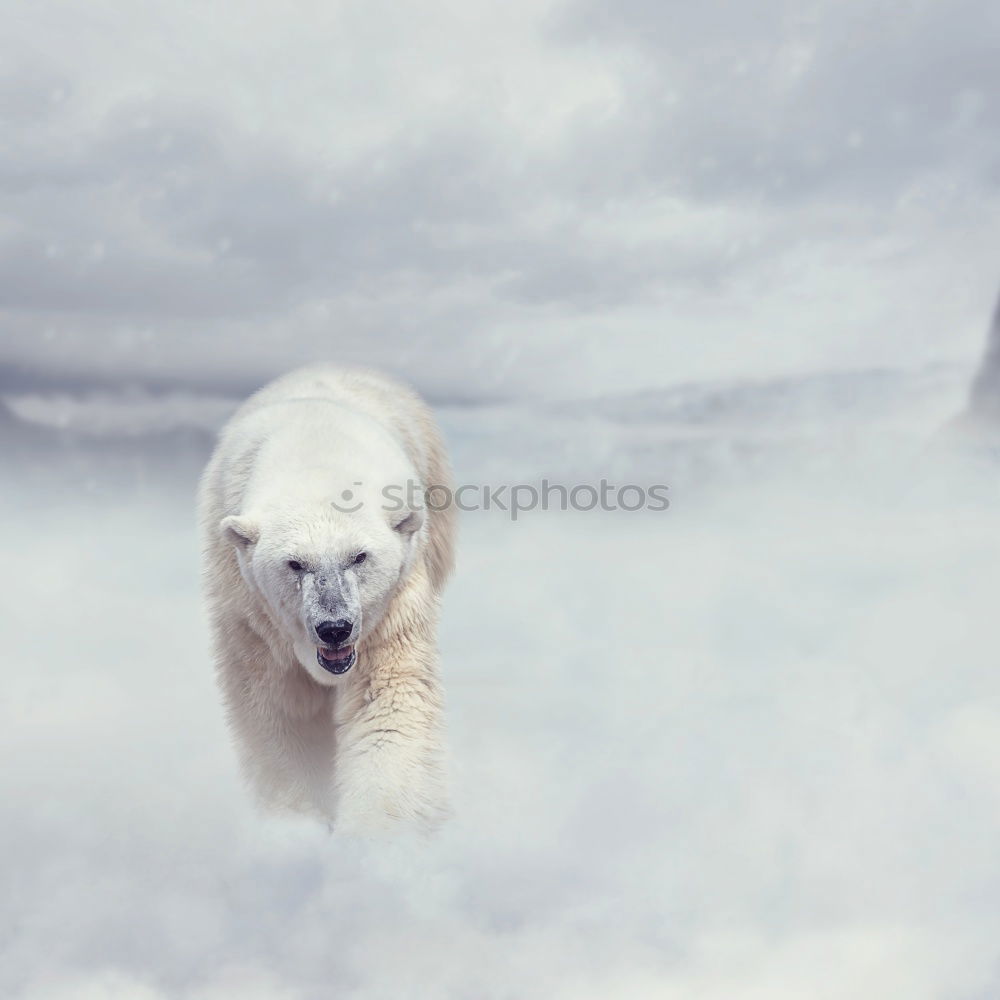 Similar – Image, Stock Photo Teddy Per in Iceland (1)