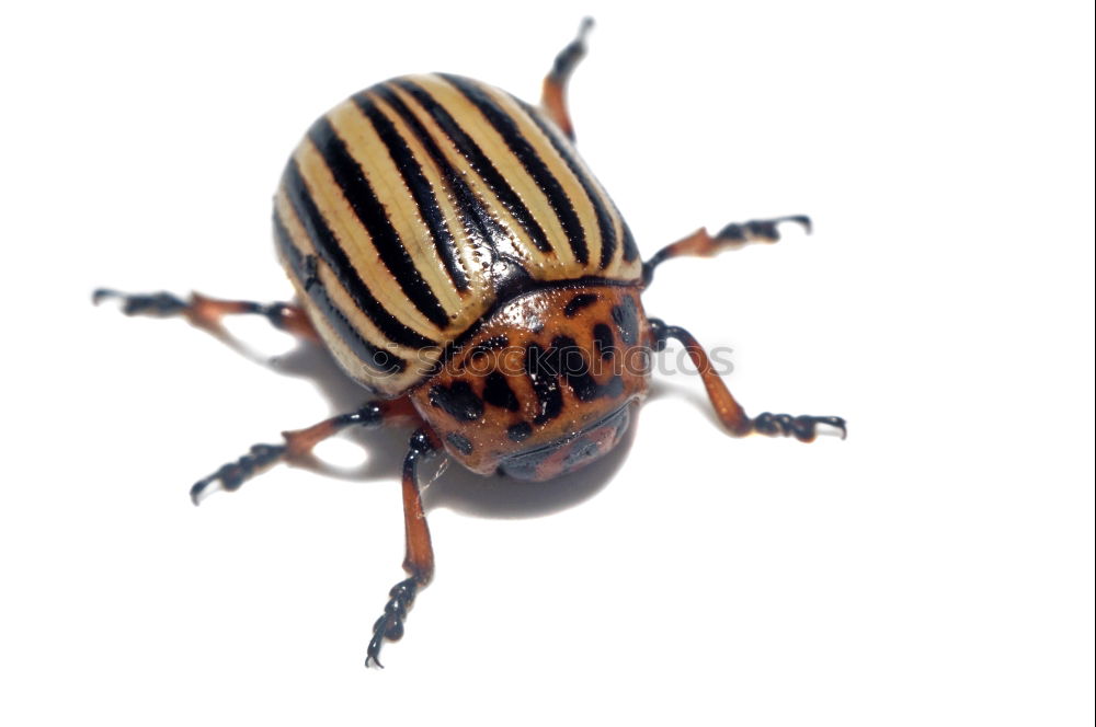 Potato bug Nature Animal