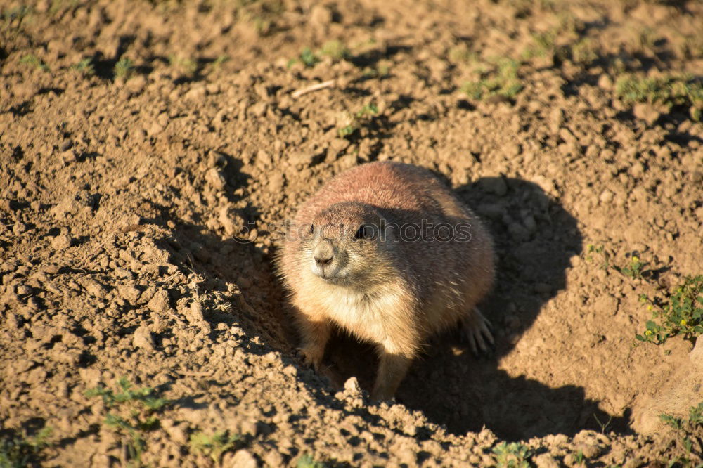 Similar – wild boars Nature Animal