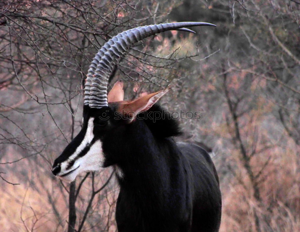 Similar – König der Berge Wildtier