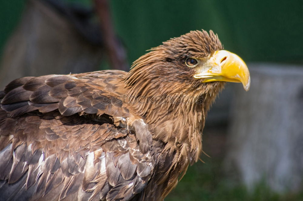 Similar – Image, Stock Photo A hawk eagle Hunting