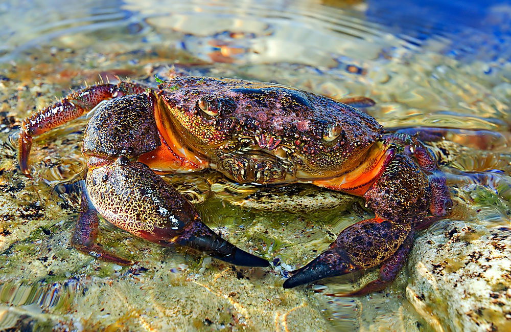 Close up detail Crab face with mouth and eyes on beach