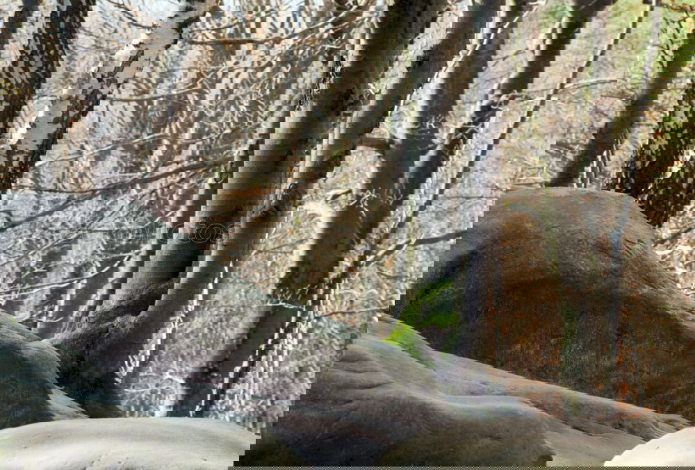 Similar – Foto Bild kokon Wald Baum Natur