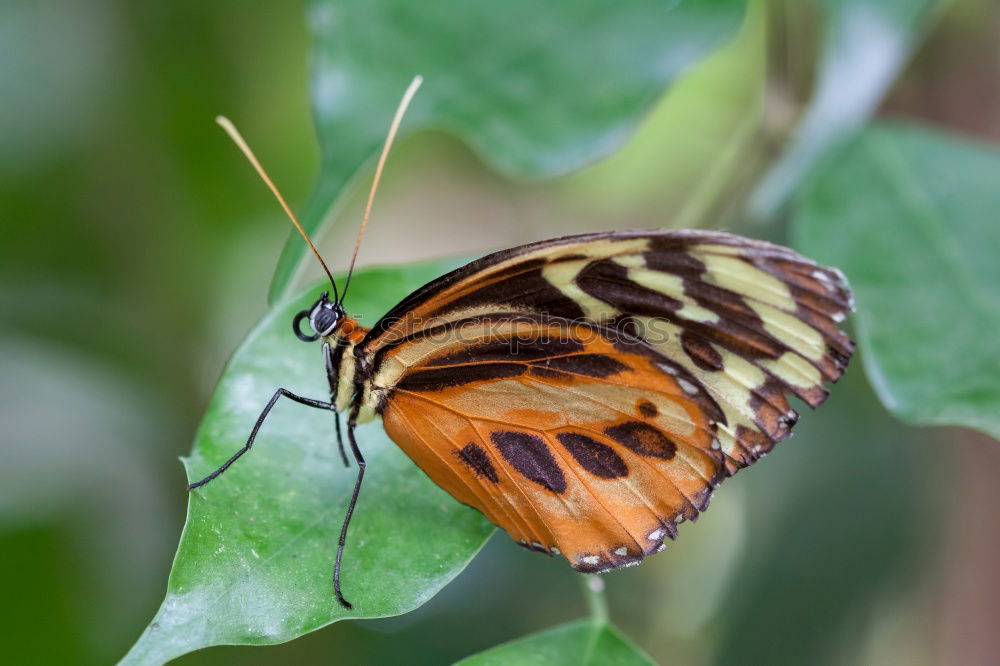 Similar – Zerschmetterling II