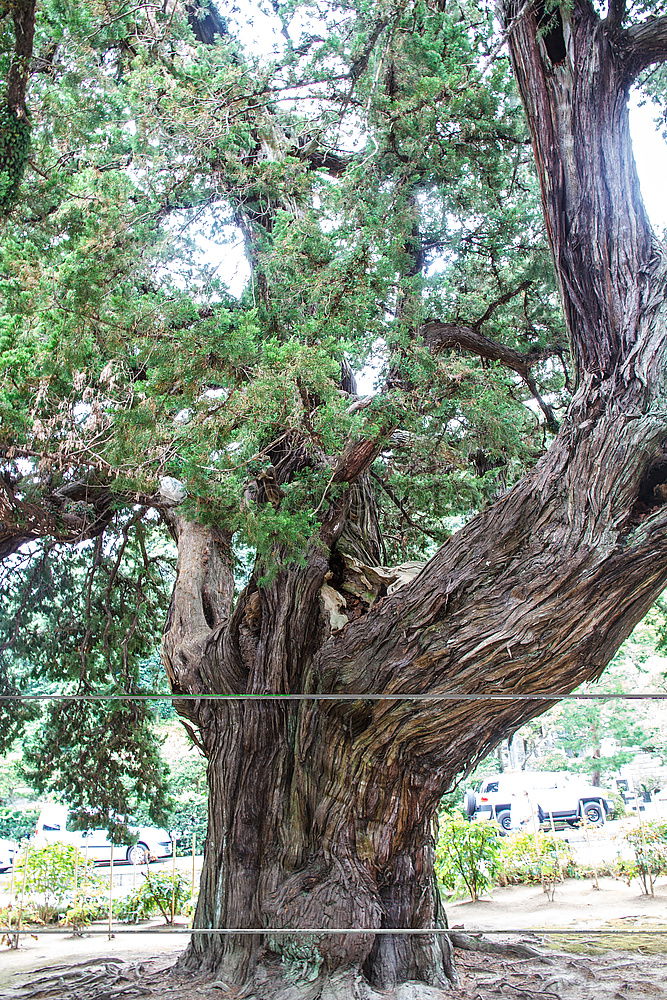 Similar – Foto Bild Stilmix Pflanze Baum