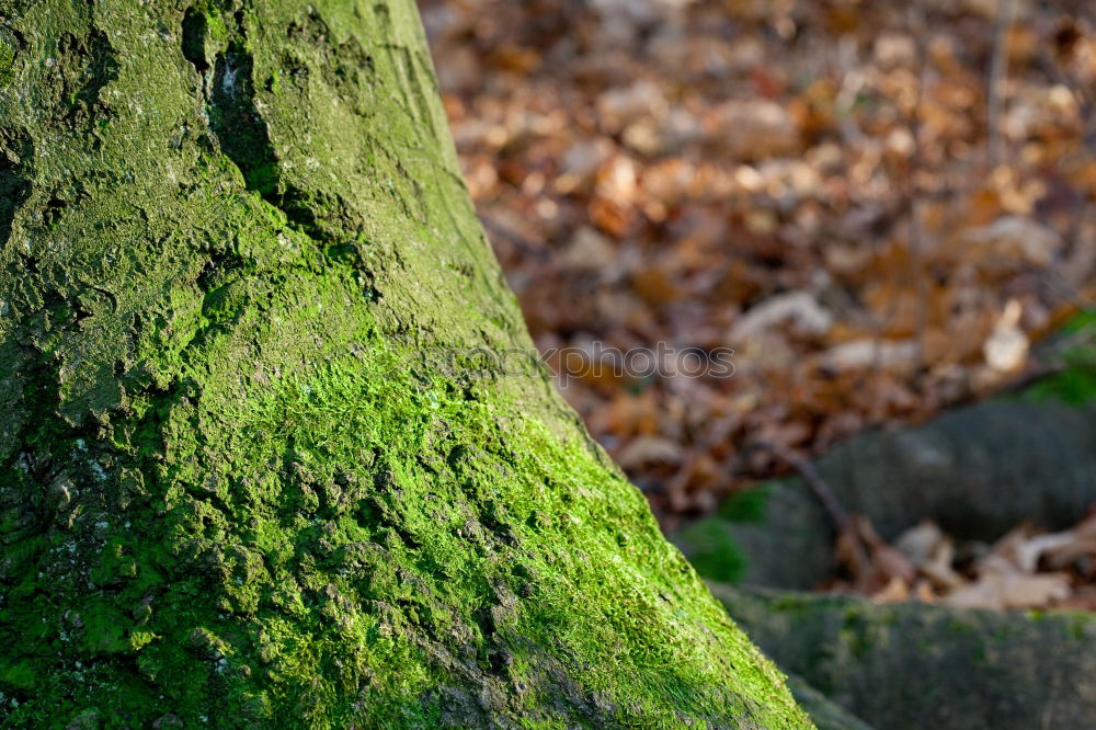 Image, Stock Photo Stones overgrown with green moss lie in the bed of the Ilse, the leaves of the slowly autumnal coloring trees are reflected in the water