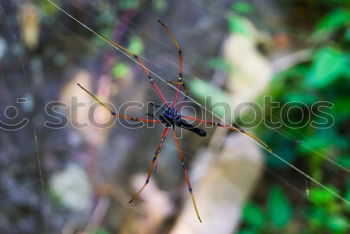 Similar – Image, Stock Photo spider Spider Forest