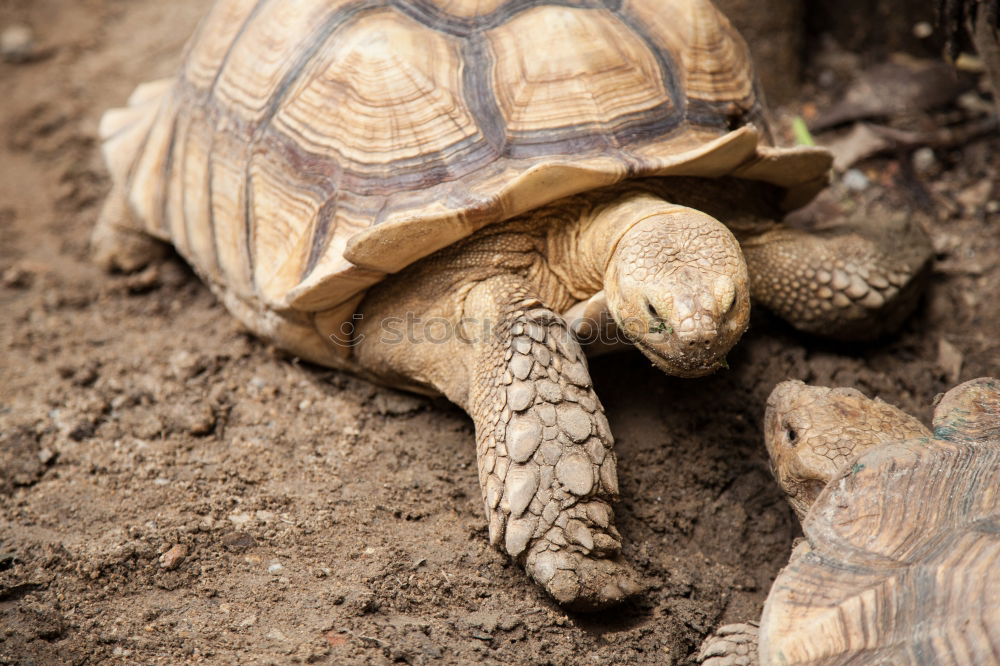 Similar – two tortoises after hibernation