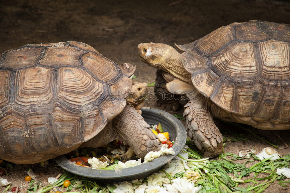 Similar – Image, Stock Photo two tortoises after hibernation