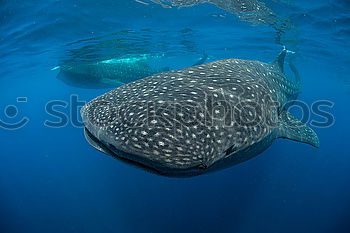 Similar – * BUH … ! * Whale shark