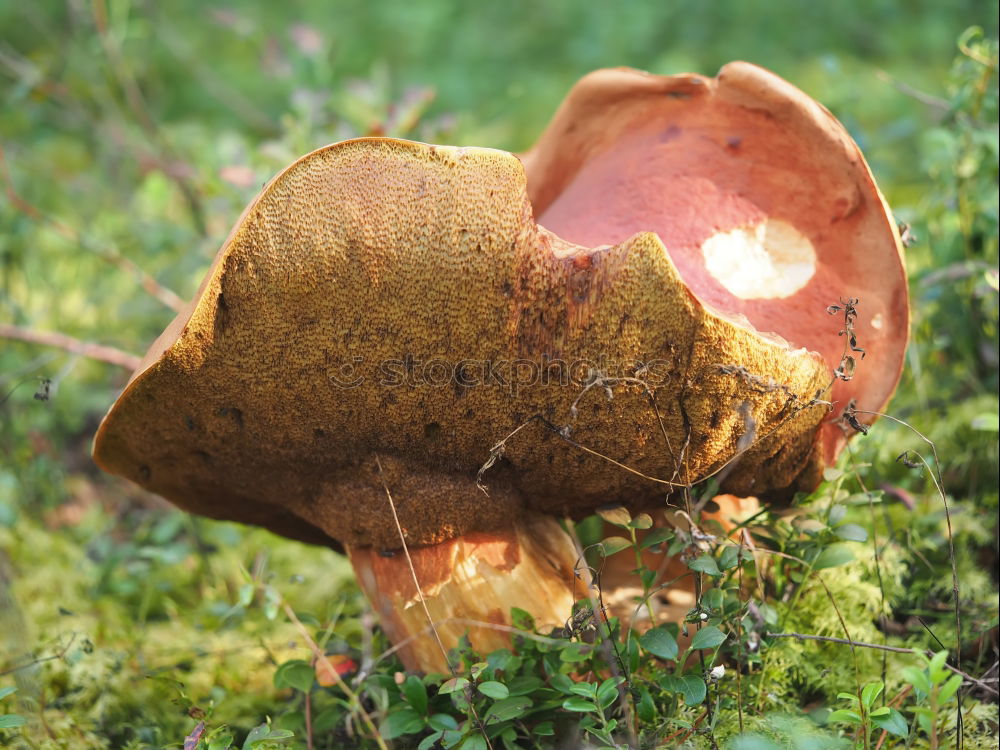 Similar – Nahaufnahme eines Maronenröhrlings am Waldboden mit Regentropfen