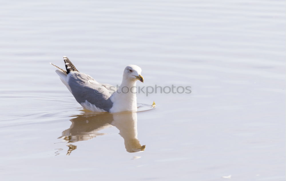 Similar – Swan from behind Lake