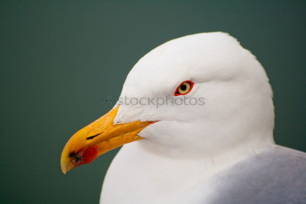 Similar – Image, Stock Photo Fresh fish; seagull standing on signboard