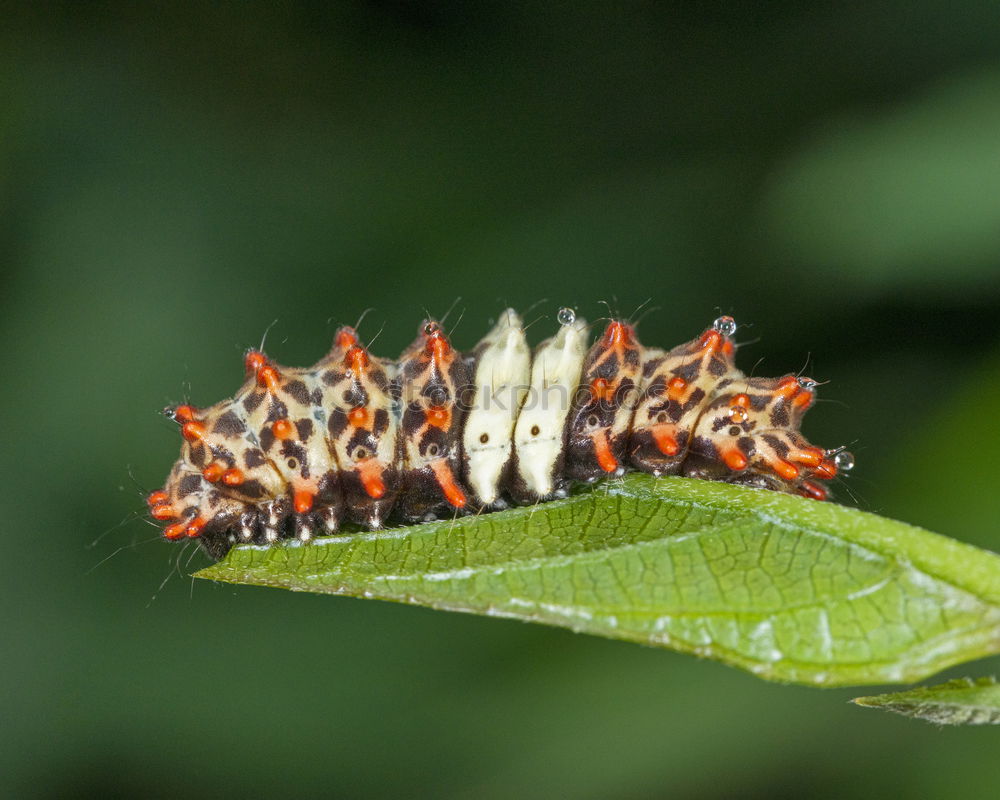 Similar – Fat caterpillar “never-full”