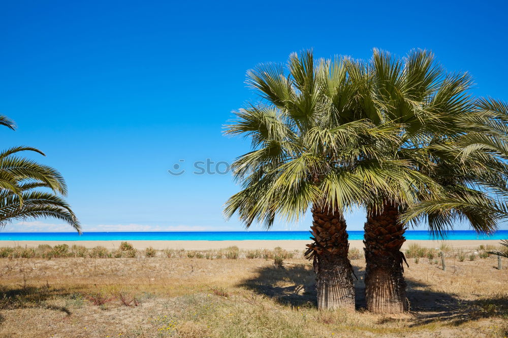 Similar – palm in the desert oasi