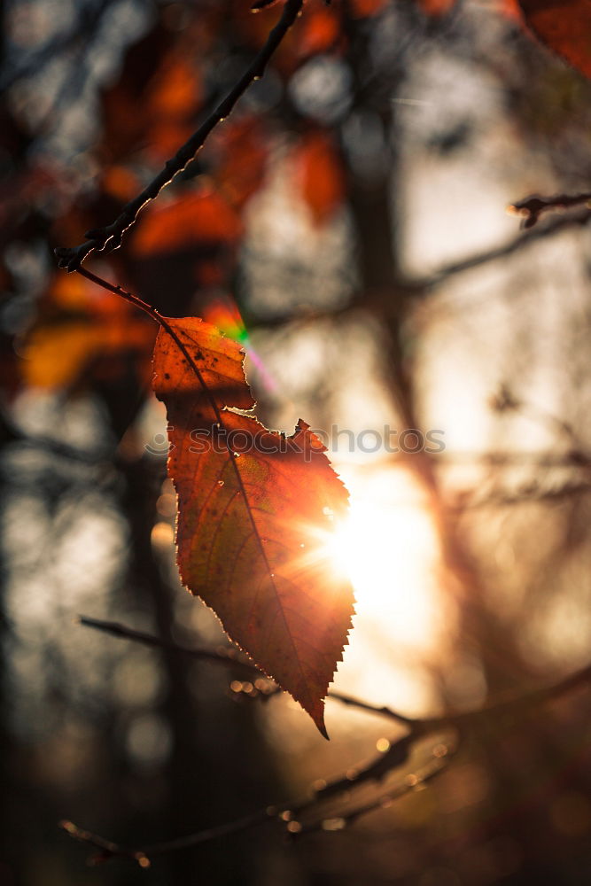 Image, Stock Photo autumn is okay Nature