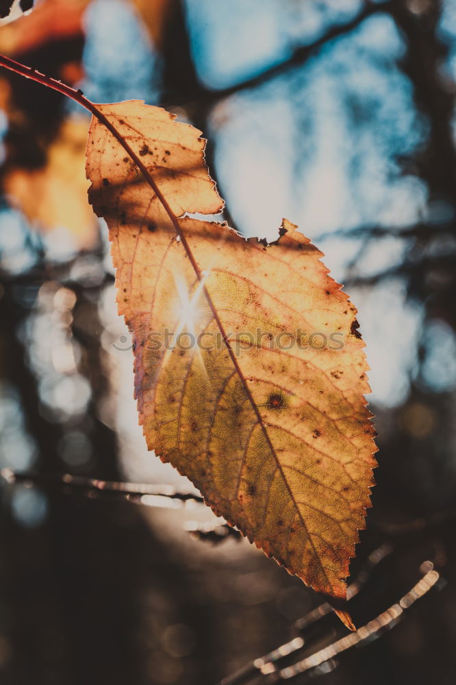 Similar – Image, Stock Photo autumn is okay Nature