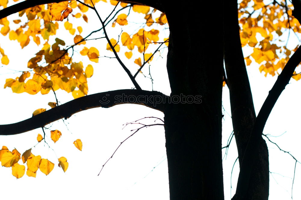 Similar – Image, Stock Photo leaf wall Nature Autumn