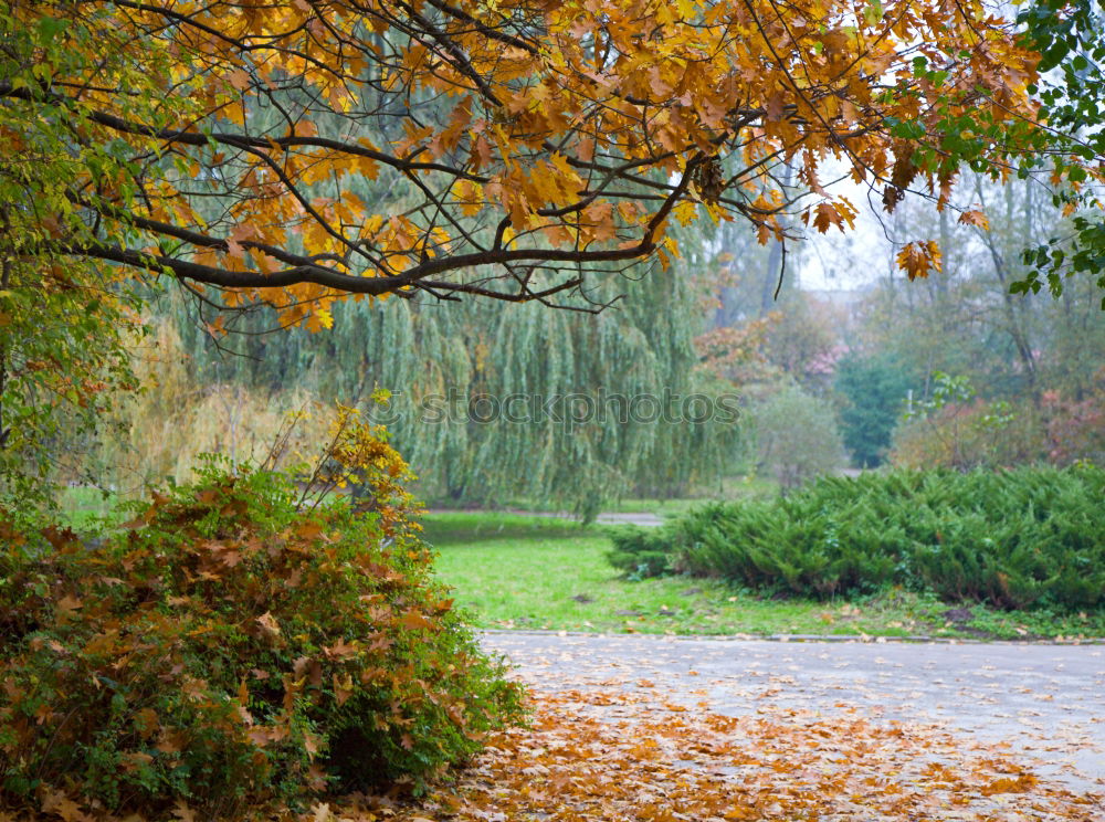 Similar – Park bench in the fall at Lago Ledro