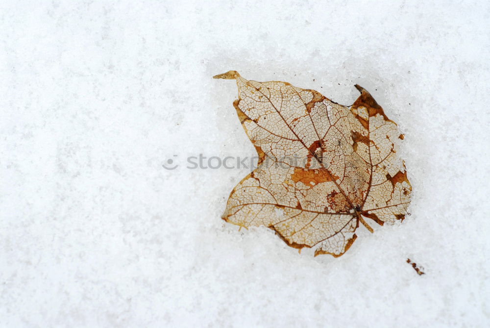 Similar – Single beech leaf on an ice surface