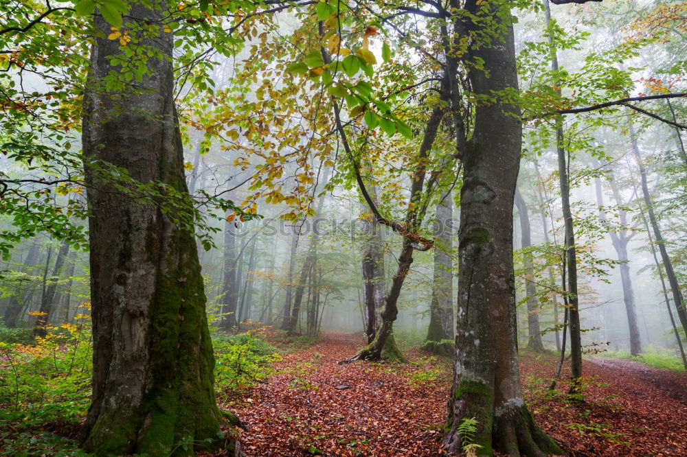 Similar – Image, Stock Photo Upside-down world /Pale mushrooms found in the forest on brown leaves, end of December.