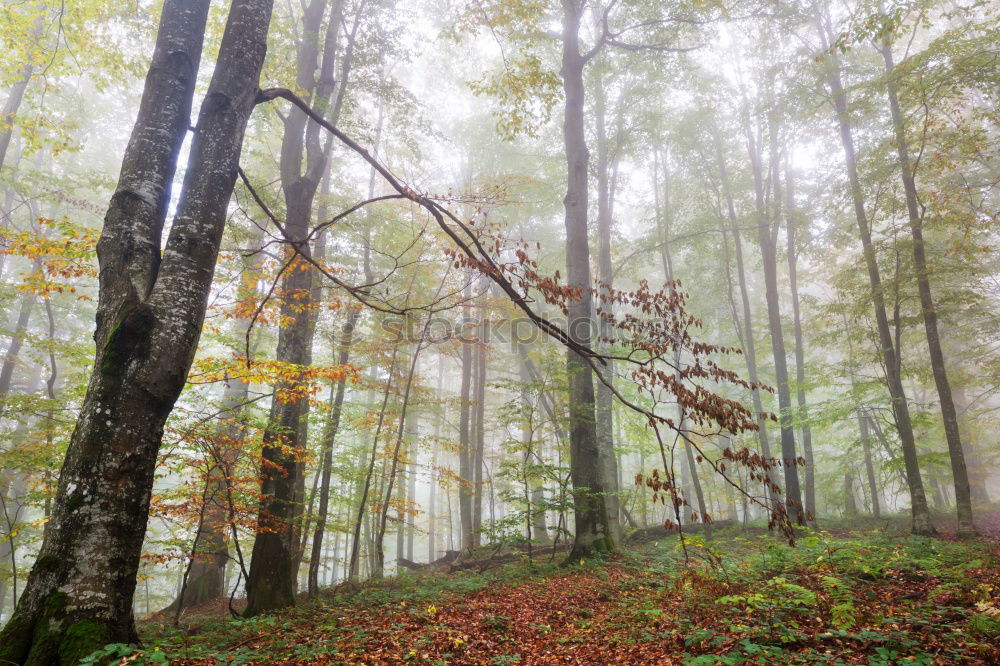 Similar – Image, Stock Photo autumnal colours