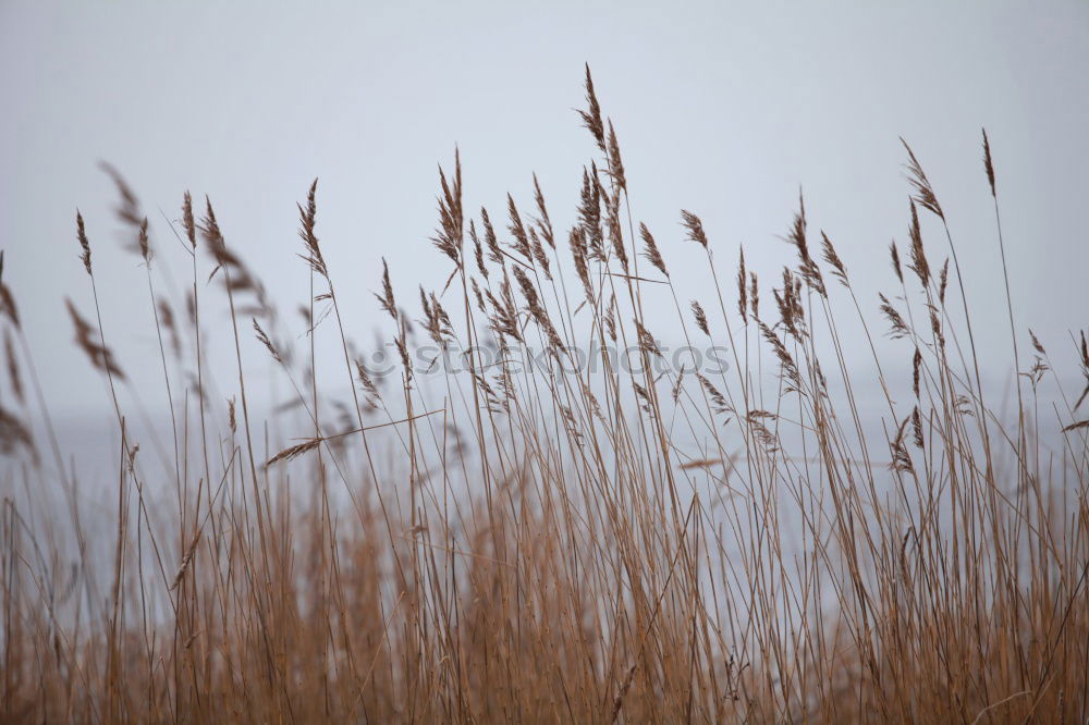 Similar – Image, Stock Photo western beach Environment