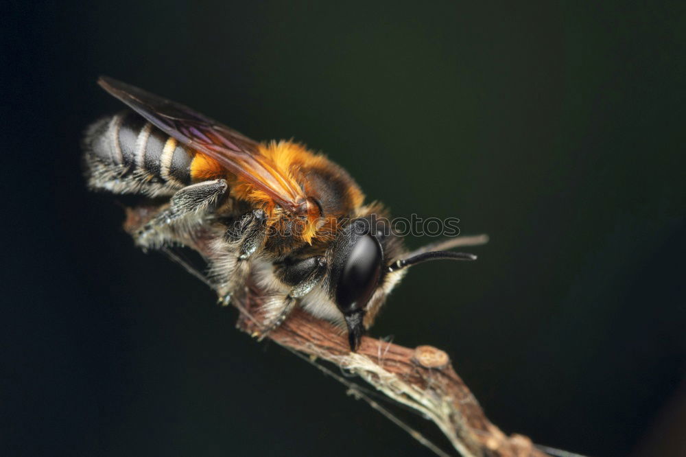 Similar – Image, Stock Photo Japanese Giant Hornet Gathering Flower Pollen