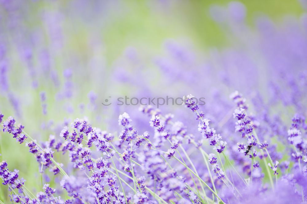 Similar – Lavender, background with bokeh