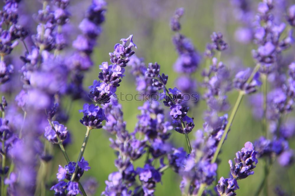 Similar – Dufte Blüte Blume Geruch