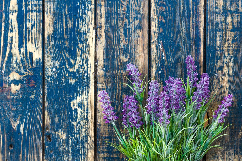 Similar – Lavender Nature Plant