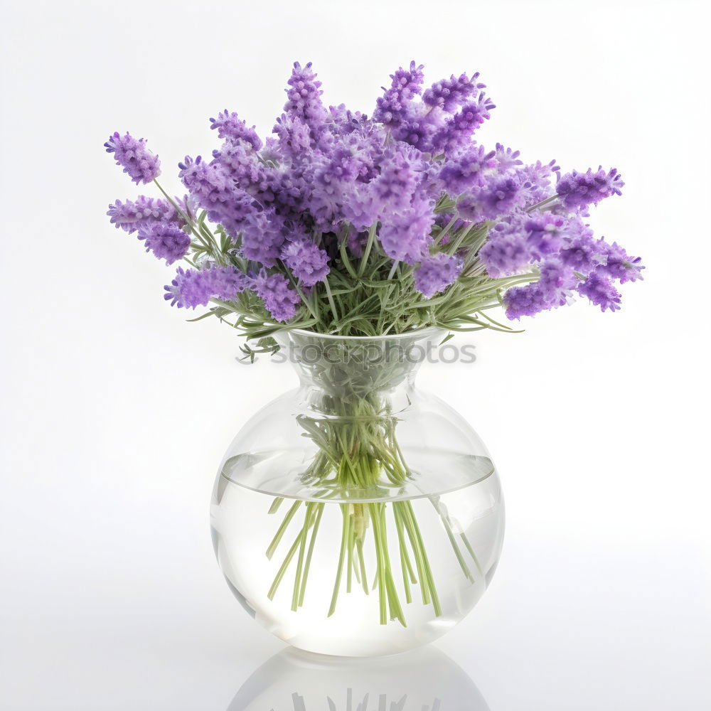 Similar – Image, Stock Photo Yarrow; Achillea; millefolium;
