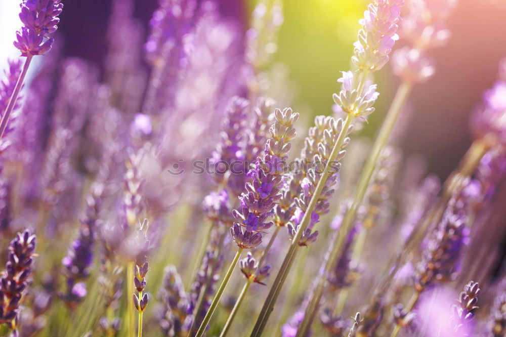 Similar – lavender field Summer