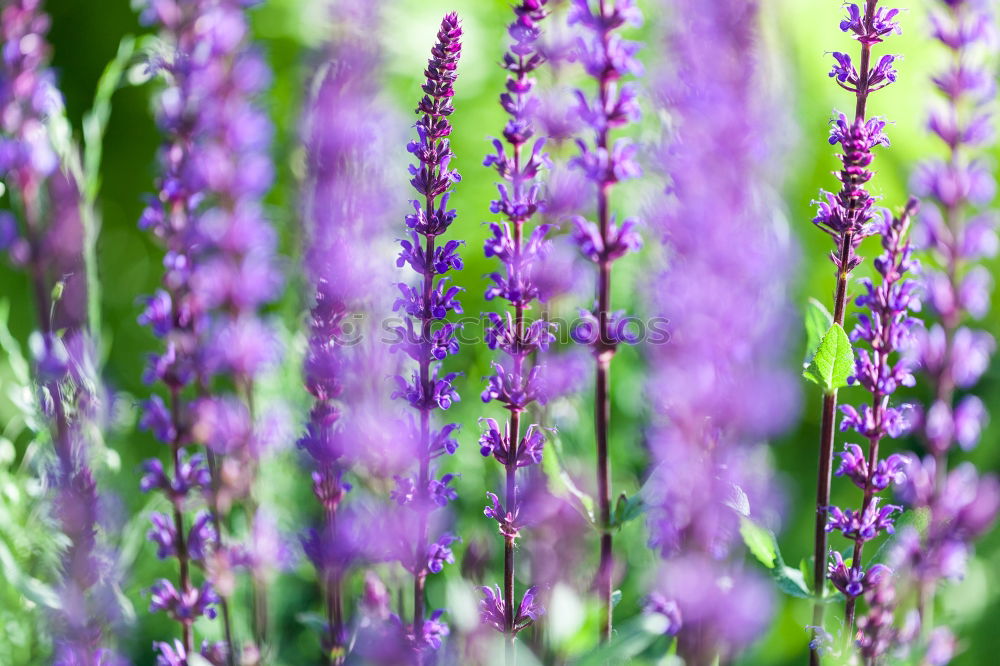 Similar – lupins Environment Nature