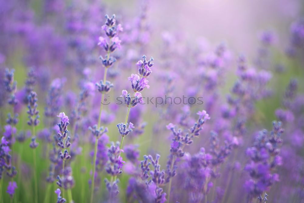 Similar – Image, Stock Photo lavender Nature Summer