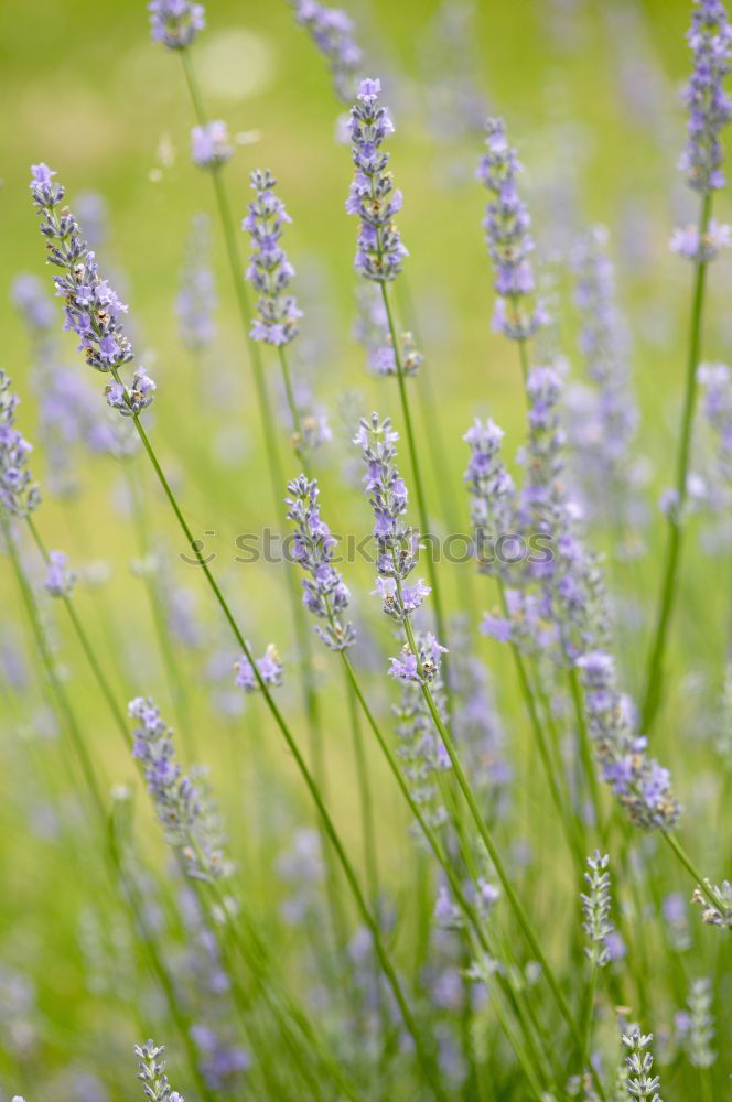 Similar – Image, Stock Photo lavender Lavender Green